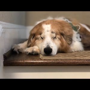 Meet your Posher, Holly